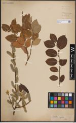 Foto von Salix caprea L.